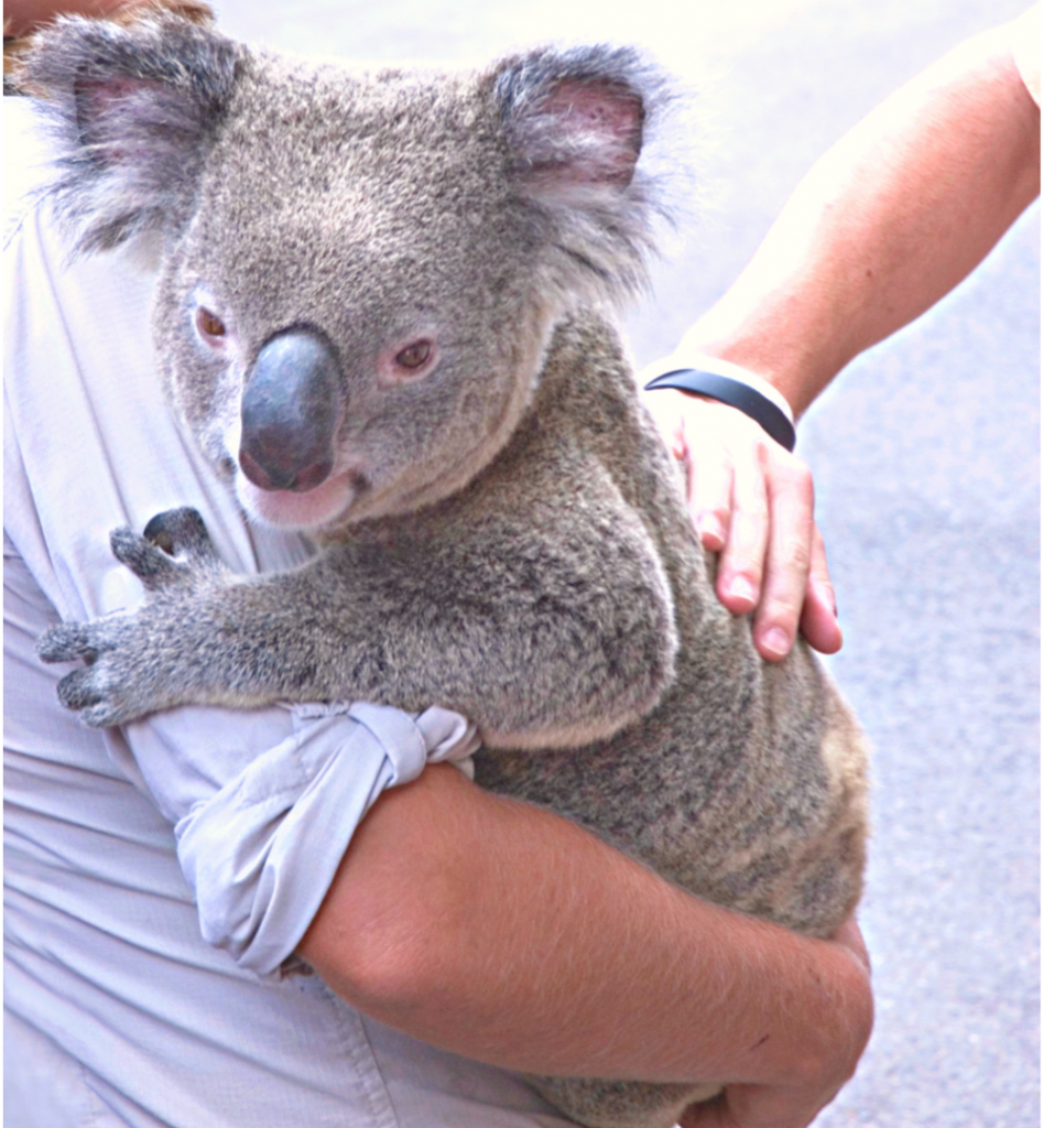 cuddle a koala when you do the AMI Montessori 12-18 Diploma